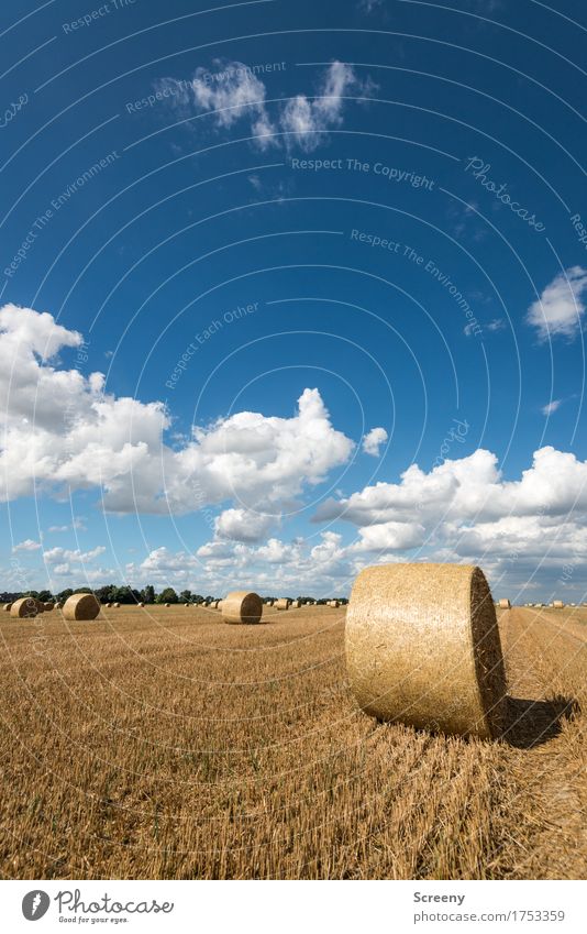 Rolls and clouds #3 Nature Landscape Plant Elements Earth Sky Clouds Summer Beautiful weather Field Round Blue Brown Yellow White Environment Agriculture