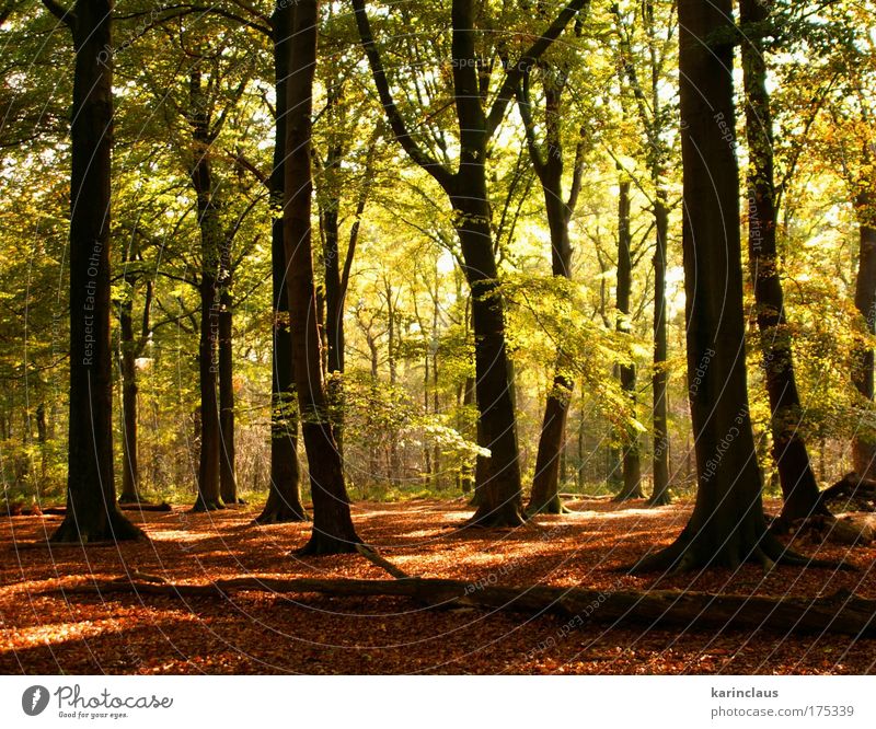 mystery autumn Environment Nature Landscape Plant Sunlight Autumn Climate Weather Tree Bushes Leaf Forest european broad-leaved tree forest  covered with beech