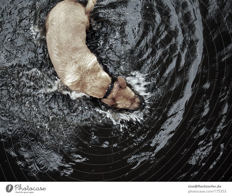 Wet dog catching Subdued colour Exterior shot Deserted Copy Space bottom Day Reflection Motion blur Bird's-eye view Animal portrait Playing River bank Pet Dog
