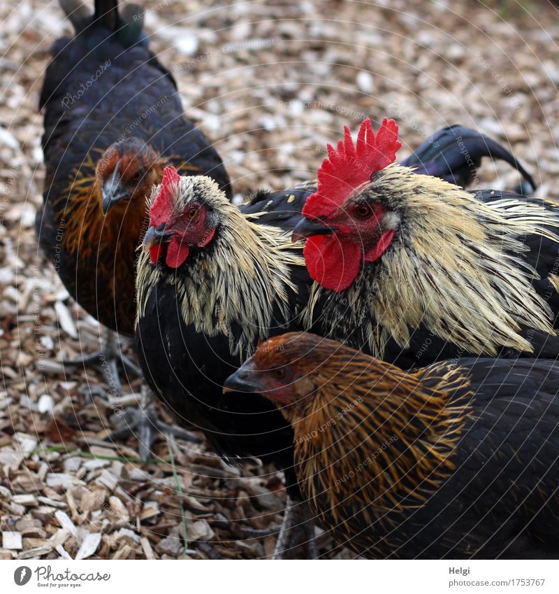 the boss and his Graces... Environment Nature Animal Summer Beautiful weather Pet Farm animal Barn fowl Rooster 4 Group of animals Looking Stand Wait Authentic