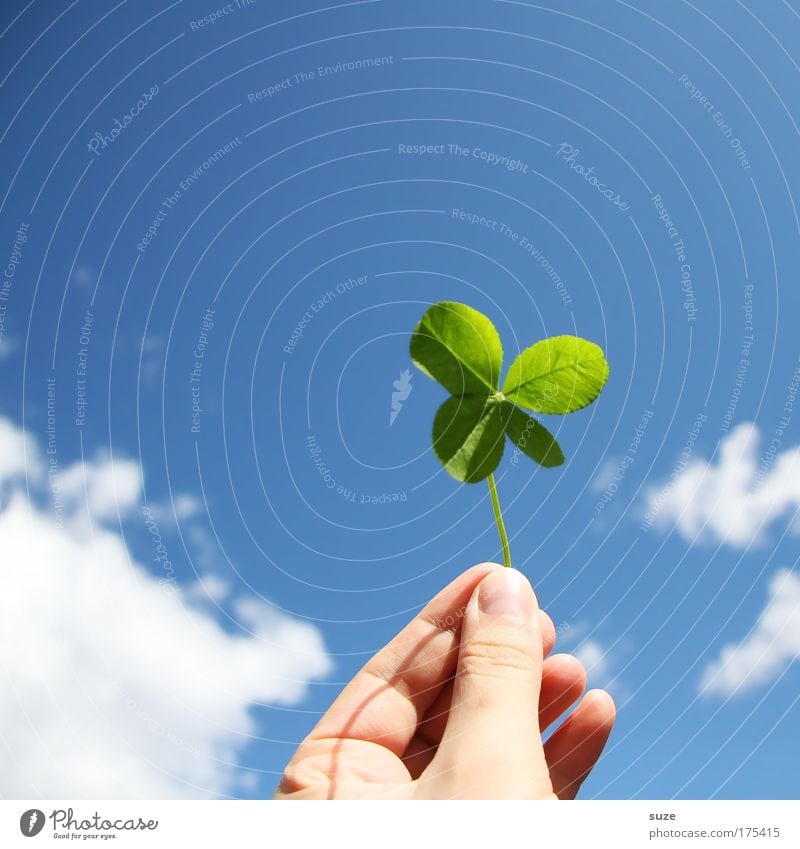 lucky charm Happy Hand Fingers Environment Nature Sky Clouds Plant Clover Cloverleaf Sign To hold on Happiness Blue Green Anticipation Success Lottery