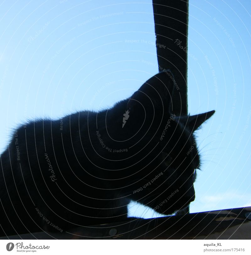 I don't like a purr. Day Shadow Contrast Silhouette Animal portrait Half-profile Pet Cat 1 Crouch Listening Black Blue sky Cat's ears Pelt Cat's head