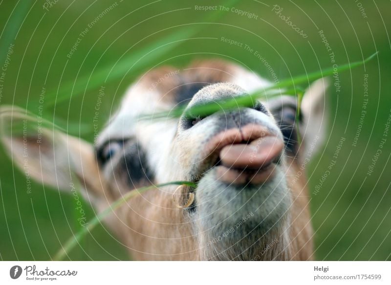 Just give me... Environment Nature Grass Animal Pet Farm animal Animal face Goats Head Tongue 1 To feed Feeding Looking Authentic Uniqueness Delicious Near