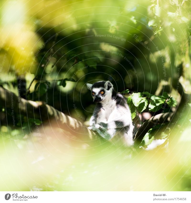 lemurs Environment Nature Animal Sunlight Spring Summer Climate Beautiful weather Plant Tree Park Observe Emotions Sit Indifferent Boredom Branch Relaxation
