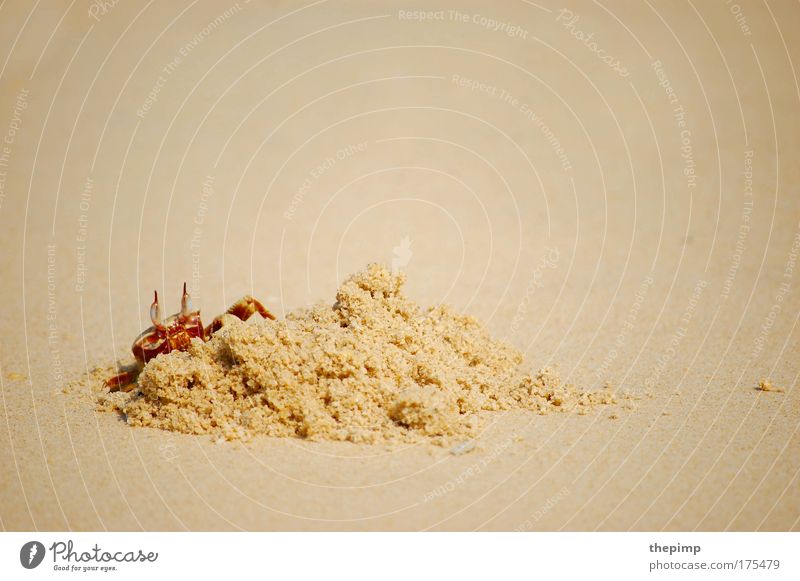 Mr Crabs Colour photo Exterior shot Close-up Central perspective Animal portrait Coast Beach Ocean Shrimp 1 Sand Observe Yellow Red Dig Day