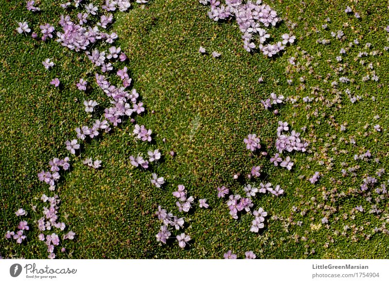Flowerbed [2] Nature Plant Moss Blossom Garden Forest Esthetic Earth Summer Wild plant Park Firm Beautiful Soft Wet Wetlands Ground Ground cover plant