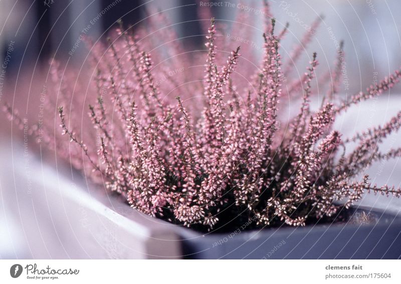 pink shot Colour photo Exterior shot Detail Abstract Copy Space left Copy Space top Neutral Background Day Shallow depth of field Central perspective Plant