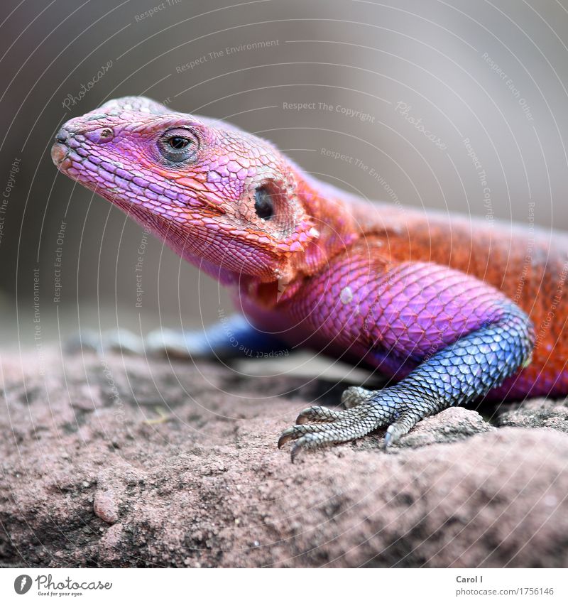 It's carnival today. Elegant Face Eyes Nature Rock Park Animal Animal face Scales Gecko Lizards 1 Exceptional Crazy Warmth Blue Multicoloured Violet Orange Pink