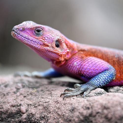 It's carnival today. Elegant Face Eyes Nature Rock Park Animal Animal face Scales Gecko Lizards 1 Exceptional Crazy Warmth Blue Multicoloured Violet Orange Pink
