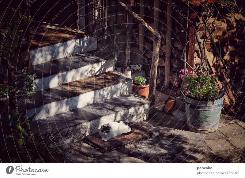 favourite place Summer Plant Old town Stairs Terrace Doormat Animal Pet Cat 1 Lie Happy Contentment Trust Safety Warm-heartedness Romance Peaceful Calm Siesta