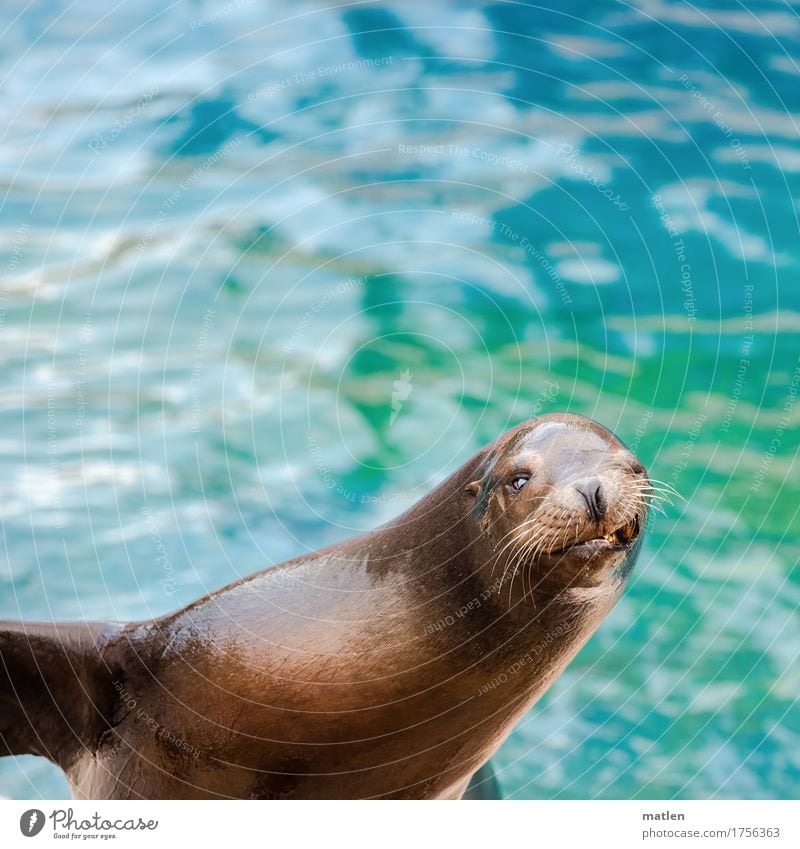 smiley Water Animal - a Royalty Free Stock Photo from Photocase