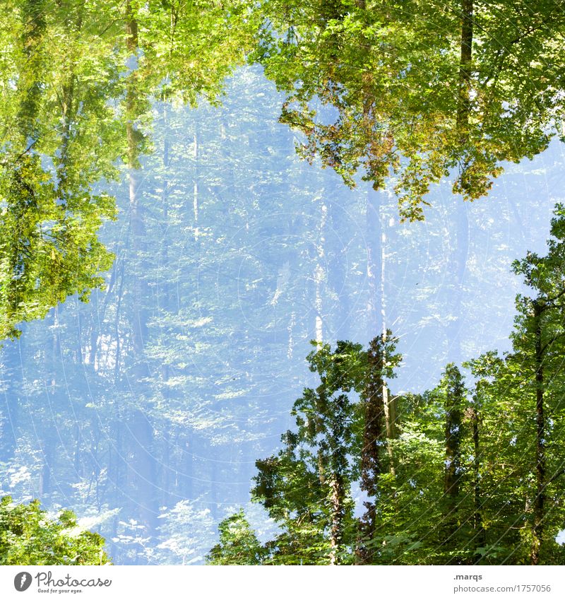 green lung Adventure Environment Nature Plant Cloudless sky Summer Beautiful weather Tree Forest Surrealism Double exposure Colour photo Exterior shot Abstract