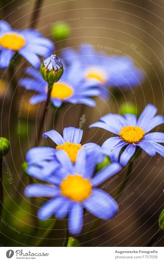 summer flower Nature Plant Summer Flower Blossom Daisy Garden Blue Colour photo Exterior shot Close-up Detail Macro (Extreme close-up) Copy Space top Day