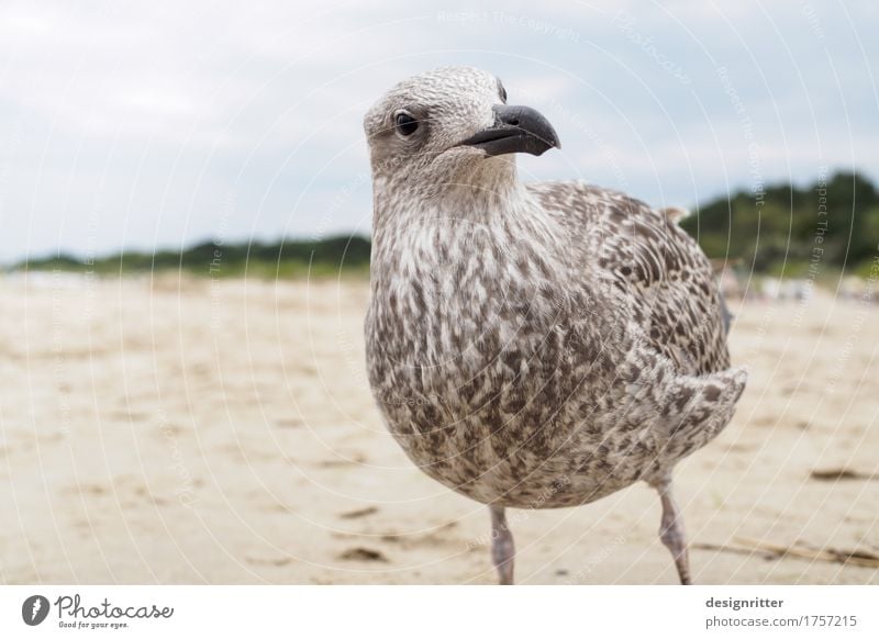 What do you want?!! Vacation & Travel Ocean Eyes Beach Baltic Sea Ahlbeck Heringsdorf Usedom Animal Wild animal Bird Animal face Wing Seagull Silvery gull