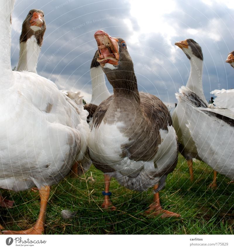 ROAST GOOSE ?!???????? Can you forget .... Wide angle Animal portrait Meadow Village Pet Grand piano Goose feathers Poultry Group of animals Observe Looking