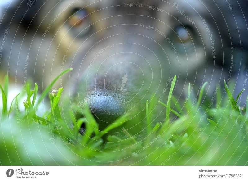 Dog nose dog in the grass Calm Earth Grass Meadow Animal Pet 1 Observe Listening Lie Looking Sleep Wait Happiness Curiosity Cute Positive Green Black Fatigue
