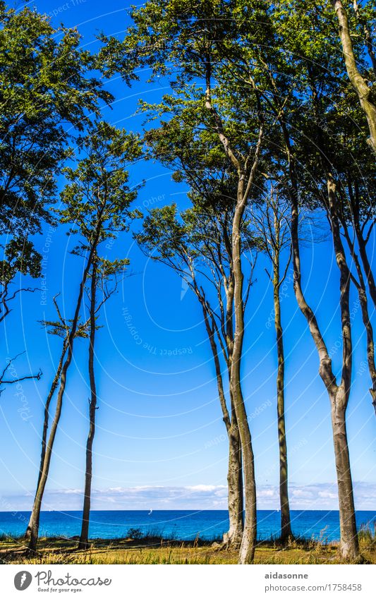 ghost forest Landscape Plant Water Summer Beautiful weather Beach Baltic Sea Blue Attentive Caution Serene Calm Colour photo Exterior shot Deserted Day