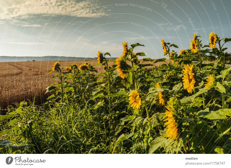 the eyes on the left... Nature Landscape Plant Earth Sky Clouds Horizon Autumn Weather Beautiful weather Agricultural crop Field Blossoming Blue Brown Yellow