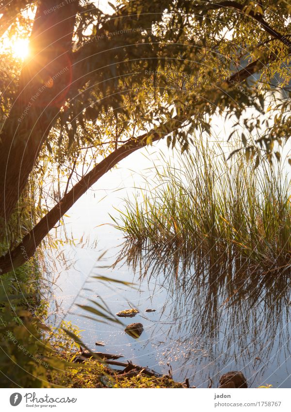 summer evening mood. Senses Relaxation Calm Meditation Trip Environment Nature Landscape Plant Water Sunlight Beautiful weather Tree Grass Lakeside River