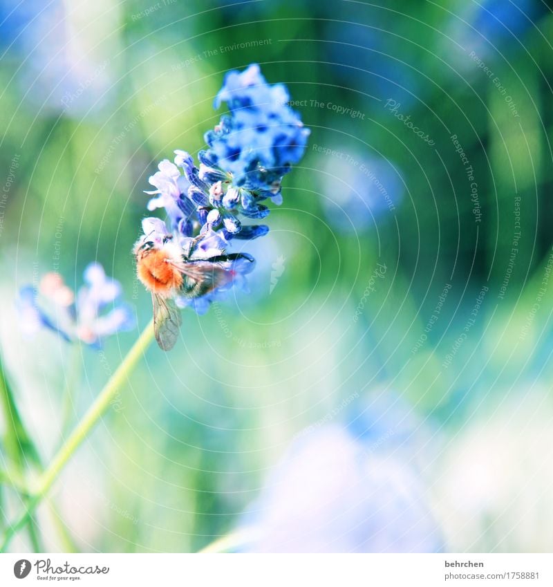...WILL... Nature Plant Animal Summer Beautiful weather Flower Leaf Blossom Lavender Garden Park Meadow Wild animal Bee Animal face Wing 1 Observe Blossoming