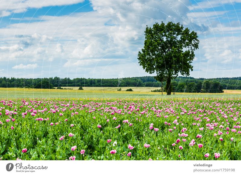 Poppy field at the roadside Trip Summer Nature Landscape Plant Clouds Spring Beautiful weather Tree Flower Blossom Agricultural crop Meadow Field Blossoming