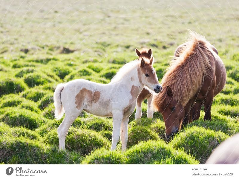 Icelandic horse with her colt. Iceland Summer Nature Landscape Animal Clouds Grass Coat Horse Green Black White rcaucino Europe breeding cold icelandic