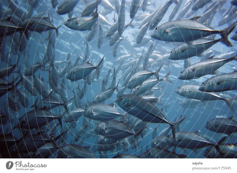 School of jackfish Environment Nature Animal Water Ocean Wild animal Fish Group of animals Flock Together Blue Movement Attachment Muddled Many at the same time