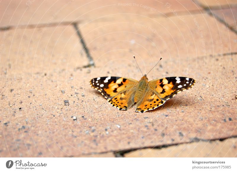 Thistel butterflies on the way Multicoloured Exterior shot Close-up Deserted Copy Space left Copy Space top Day Shallow depth of field Long shot Animal portrait