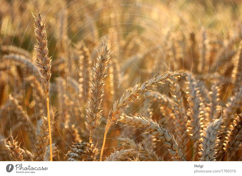 golden glowing... Food Grain Wheat Environment Nature Landscape Plant Summer Beautiful weather Agricultural crop Field Illuminate Stand Growth Authentic