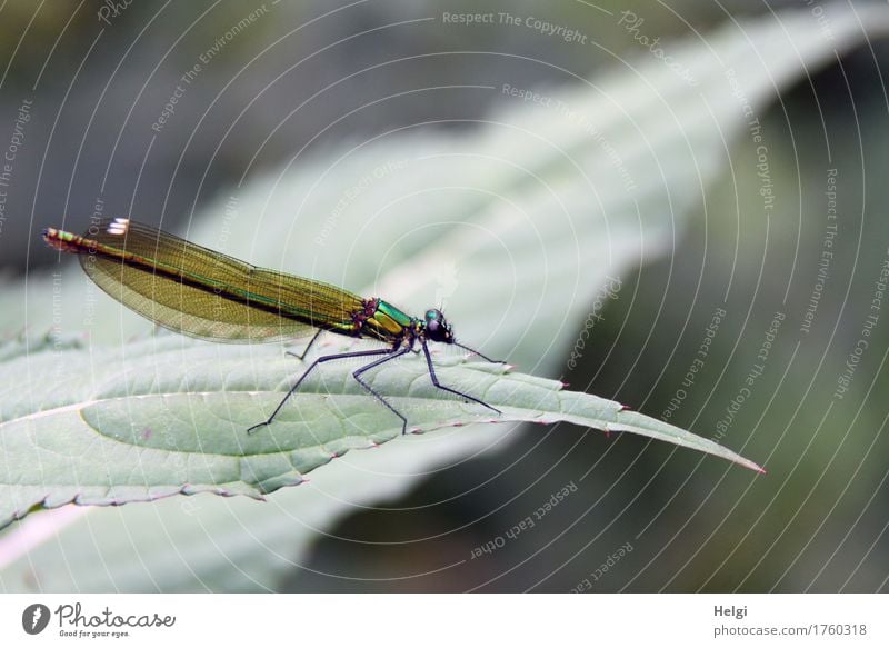 green dragonfly Environment Nature Plant Animal Summer Leaf River bank Dragonfly 1 Stand Esthetic Beautiful Uniqueness Small Natural Gray Green Attentive