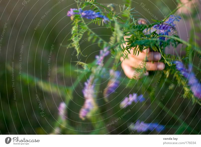 weeds Multicoloured Exterior shot Close-up Copy Space left Blur Shallow depth of field Arm Hand Fingers Environment Plant Flower Grass Fragrance Simple