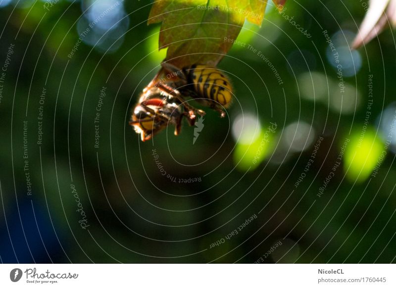 Hornet after hunting Nature Animal Animal face Wing 1 Eating Flying Hang Aggression Threat Small Wild Yellow Black Power Dangerous Voracious Colour photo
