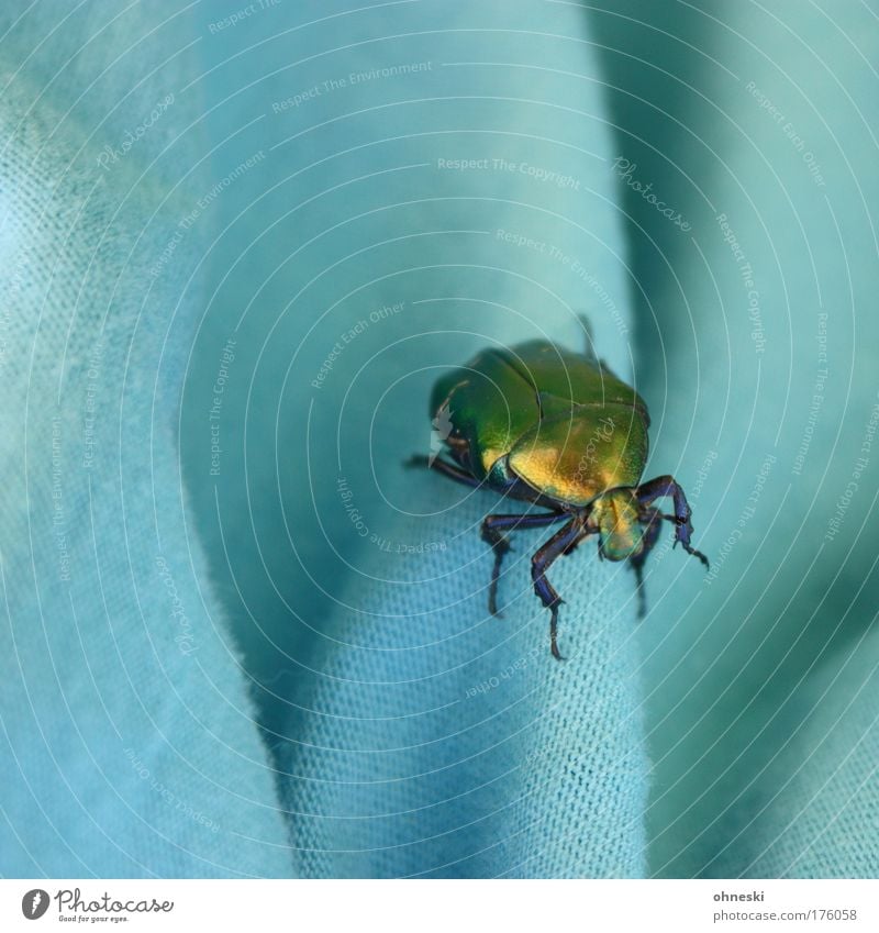 disco beetle Colour photo Multicoloured Animal portrait Nature Wild animal Beetle 1 Crazy Dazzling Textiles Turquoise