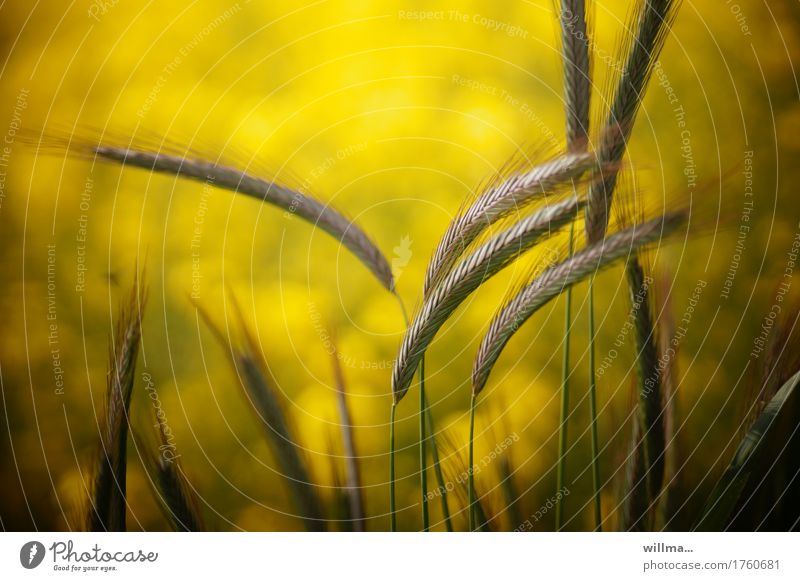 Barley ears Nature Summer Agricultural crop Yellow Awn Ear of corn Summery Colour photo Exterior shot Evening