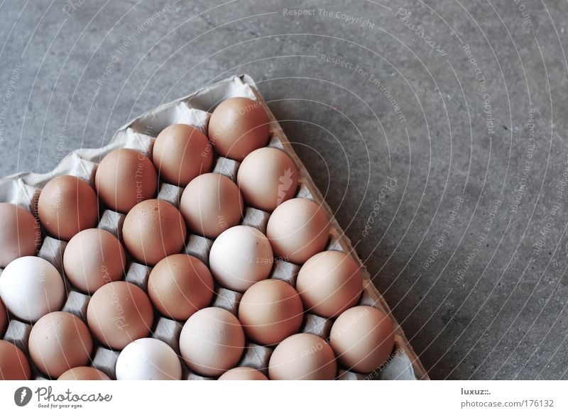 Egg Egg Egg Food Packaging Fragile Fresh Goods Copy Space right Neutral Background Hen's egg Egg carton
