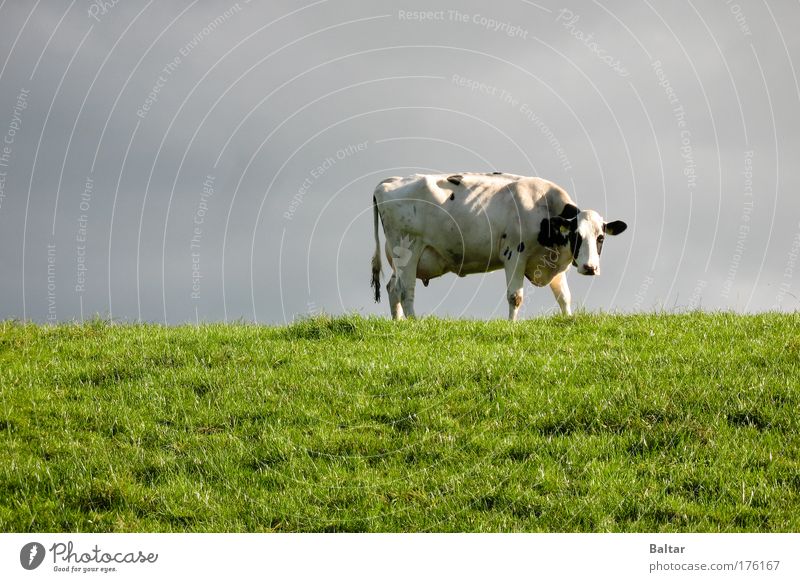 The Cow Of Doom Colour photo Exterior shot Deserted Day Long shot Animal portrait Looking into the camera Nature Sky Bad weather Grass Meadow Farm animal 1