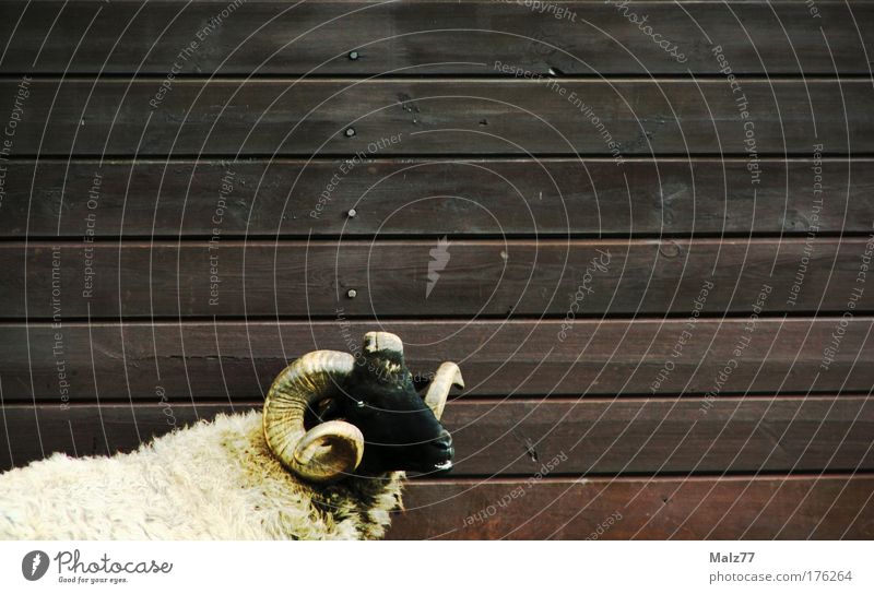 Sheep in sheep's clothing Colour photo Subdued colour Exterior shot Deserted Copy Space right Copy Space top Animal portrait Farm animal Pelt 1 Aggression