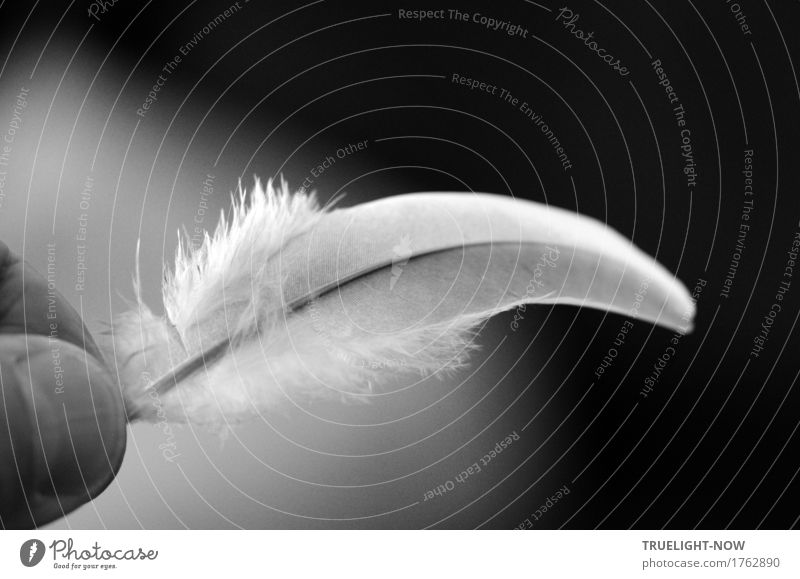 - - - Fingers Nature Air Sunlight feather Touch Smiling Illuminate Looking Dream Esthetic Elegant Bright Beautiful Small Near Natural Clean Warmth Soft Gray