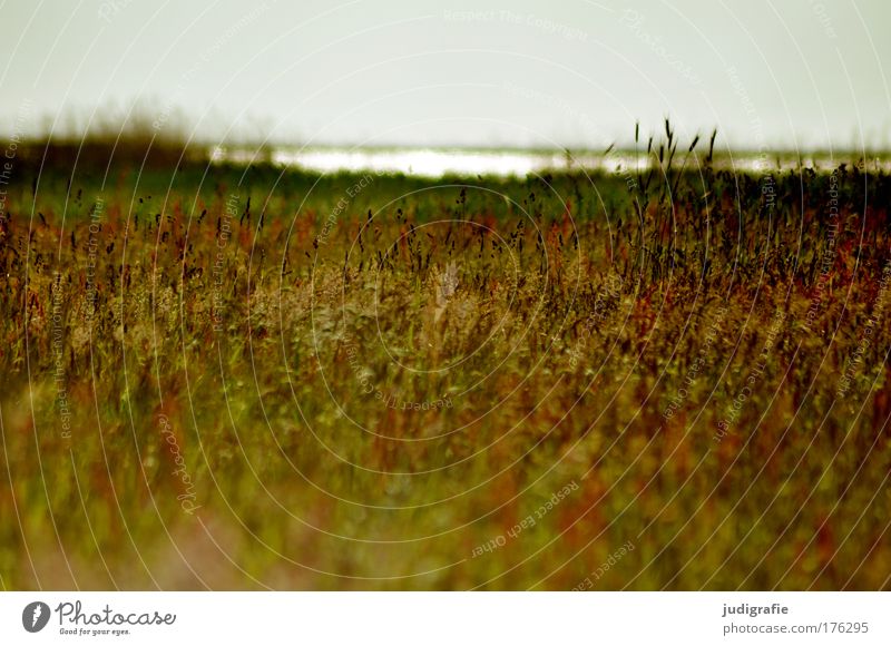 Meadow at the Bodden Colour photo Exterior shot Deserted Day Environment Nature Landscape Plant Water Sky Summer Grass Coast Baltic Sea Lake Natural Beautiful