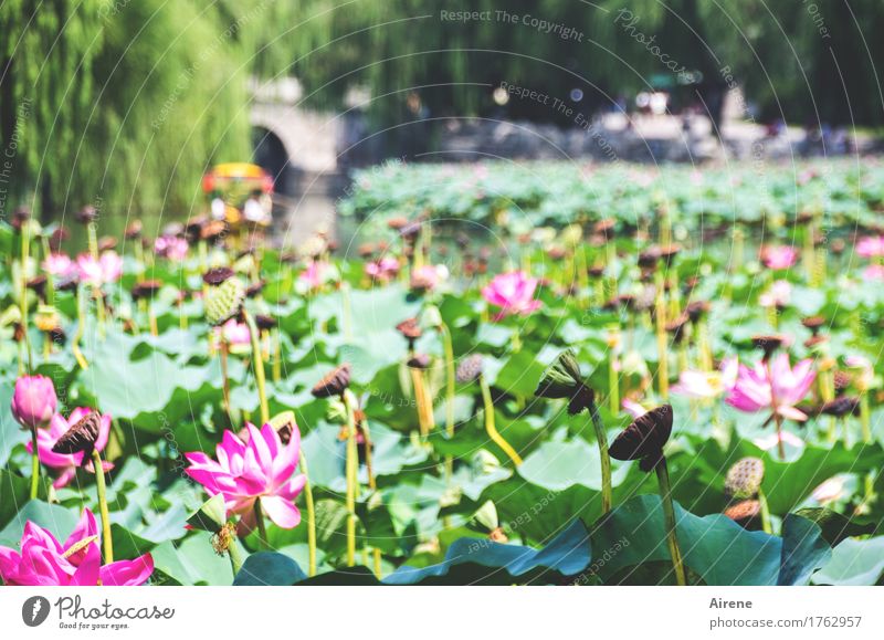 Summer sunday in the city Lotus Water Flower Nature Park Light Pond flowers Green Blossom Pink heyday Aquatic plant Plant Beauty & Beauty pretty botanical