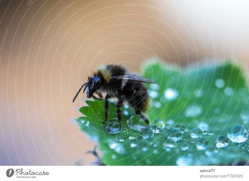 early riser Environment Nature Plant Animal Water Drops of water Spring Summer Leaf Dew Garden Wild animal Bumble bee Insect 1 Fresh Brown Green Beginning Life