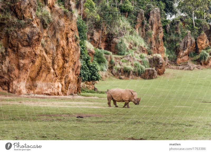 I'll see you Plant Animal Grass Bushes Rock 1 Walking Exotic Natural Brown Green Rhinoceros Colour photo Exterior shot Deserted Copy Space left Copy Space right