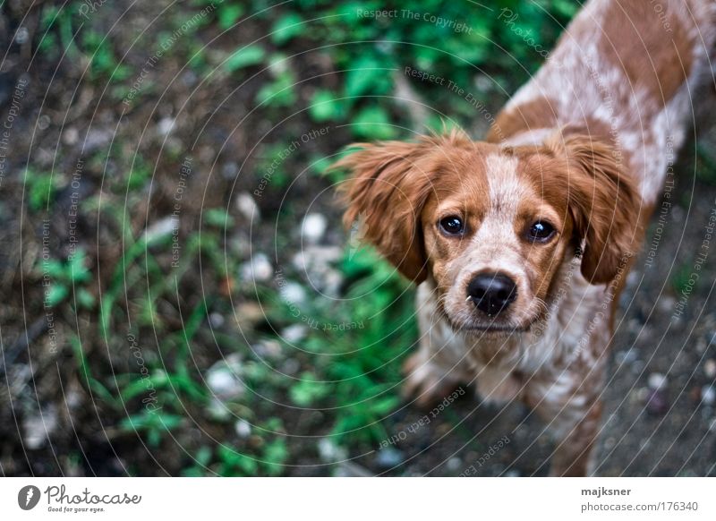 Dog Multicoloured Exterior shot Close-up Deserted Day Blur Deep depth of field Animal portrait Pet Animal face 1 Baby animal Looking Stand Wait Success