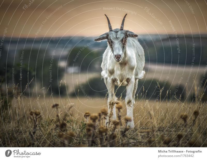 Goat on the meadow in the evening light Nature Landscape Plant Animal Sky Horizon Sunrise Sunset Flower Grass Meadow Hill Farm animal Animal face Goats Antlers