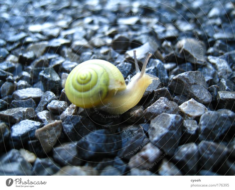 small snail Snail Rain Delicate Translucent Stony Stone Lanes & trails Heavy Fragile Close-up Animal Nature Endurance Curiosity Pride Beautiful Soft Diligent