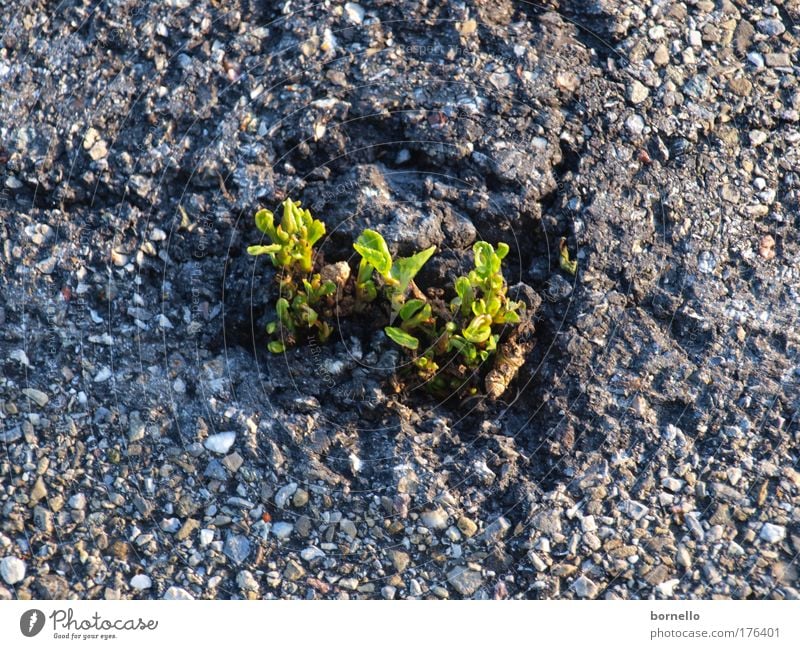 breakthrough Colour photo Exterior shot Close-up Deserted Day Bird's-eye view Plant Elements Leaf Street Movement