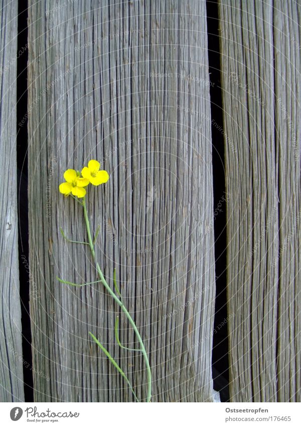 interstitial Nature Plant Summer Flower Agricultural crop Wall (barrier) Wall (building) Wood Blossoming Growth Natural Yellow Gray Green Bravery Willpower