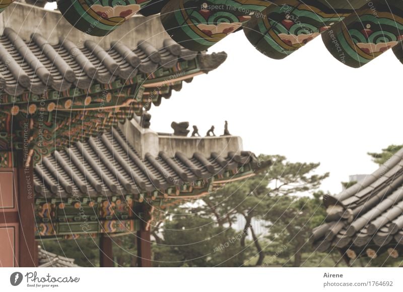 in the land of sweeping roofs South Korea Palace Temple Roof Tourist Attraction Wood Exotic Historic Gloomy Brown Respect Bizarre Climate Painted Figure Warmth