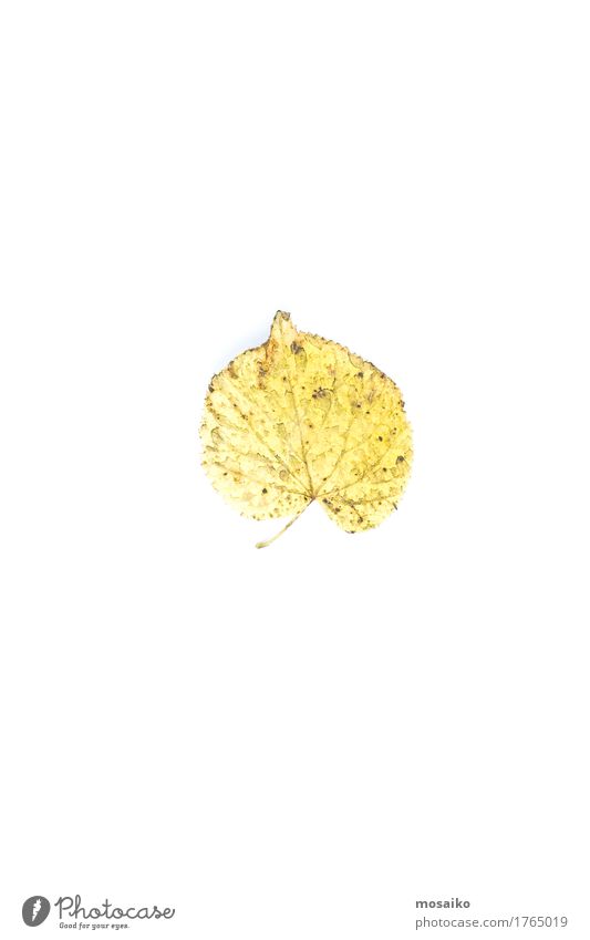 herbarium Design Education Science & Research Environment Nature Plant Autumn Leaf Esthetic Authentic Exceptional Uniqueness Natural Original Retro Yellow