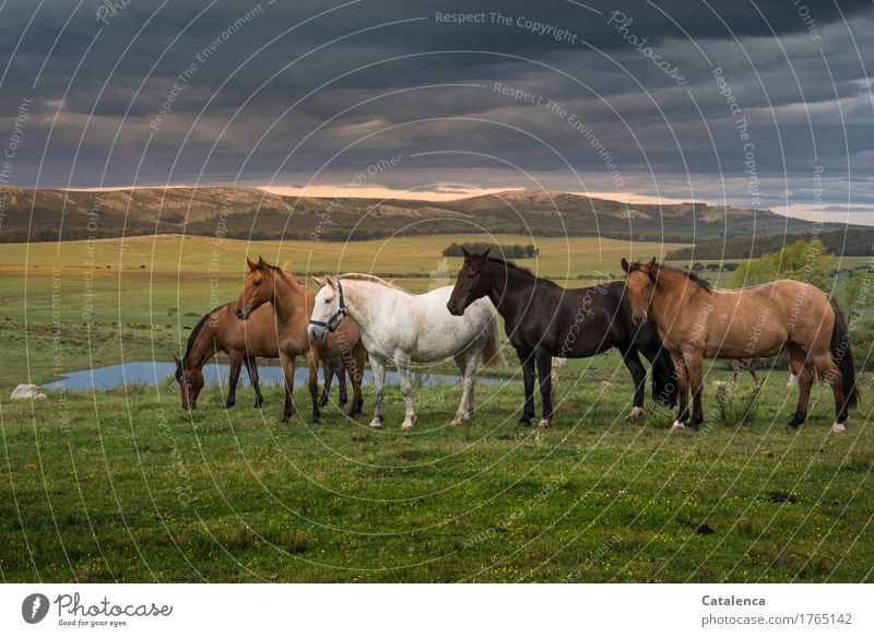 Charity | or just herd instinct. Herd of horses Ride Summer Family & Relations Nature Landscape Plant Animal Sky Storm clouds Sunrise Sunset Tree Grass Steppe